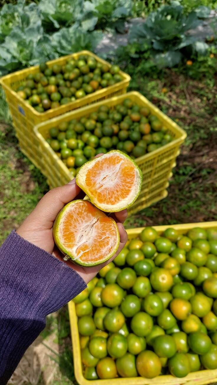 Fresh Orange
