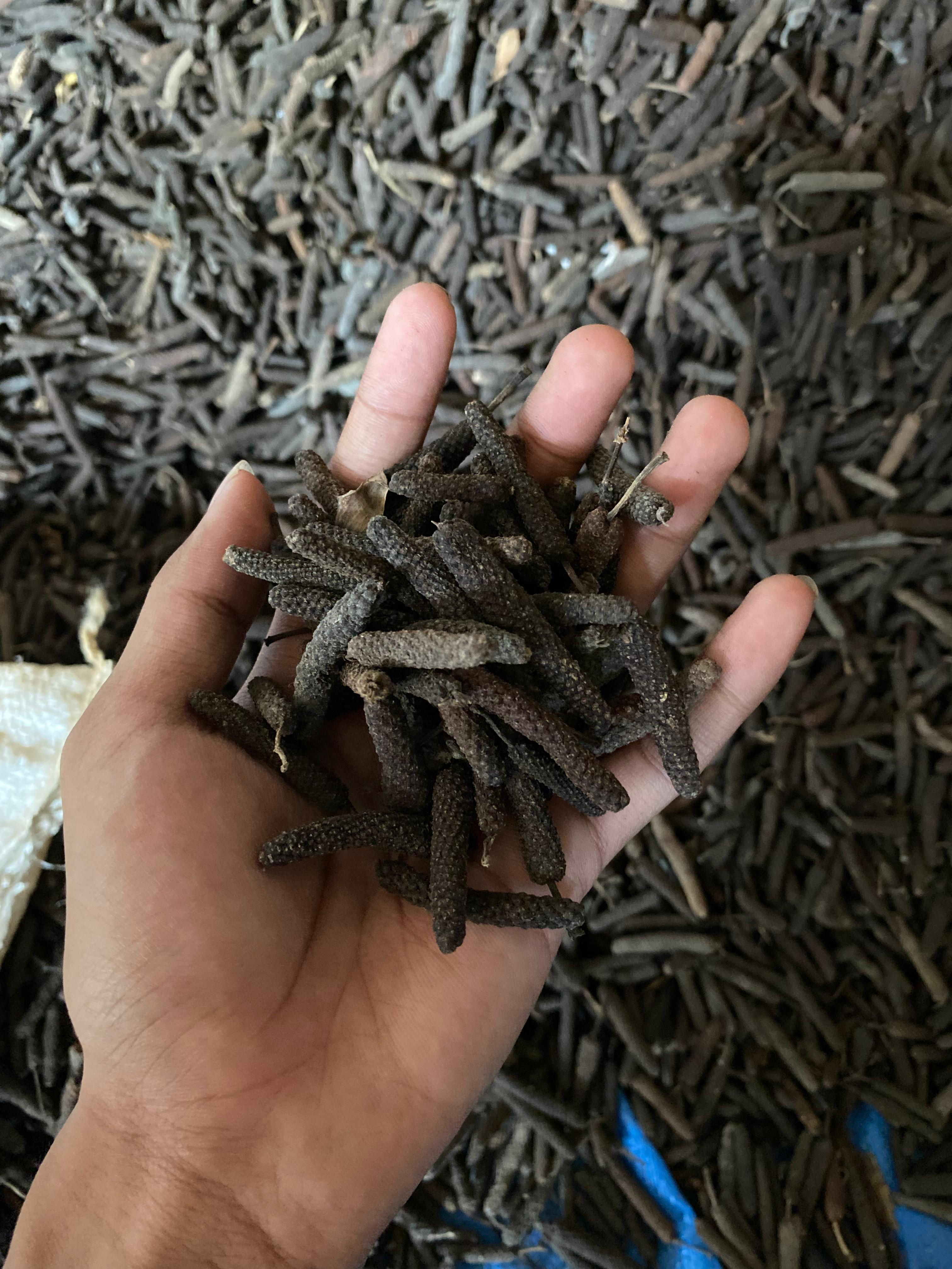 Long Pepper